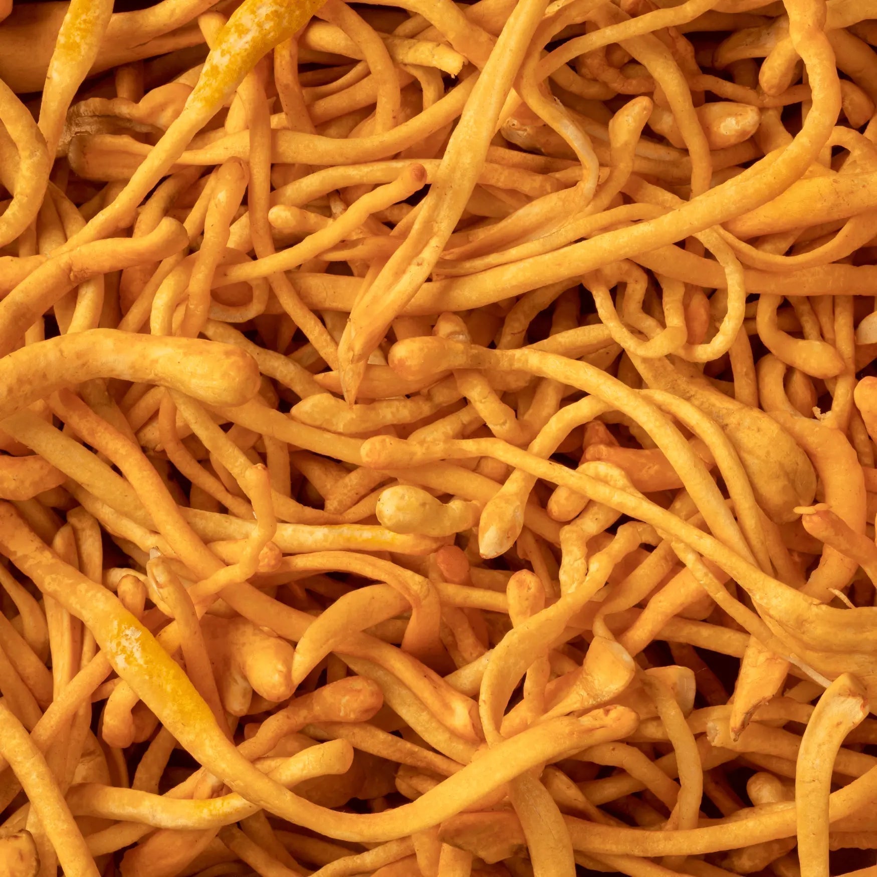 Le-Cordyceps SporeLife