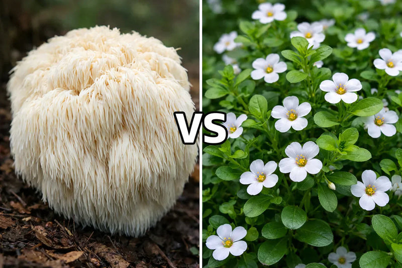 Lion's Mane vs Bacopa : Quel nootropique choisir ?