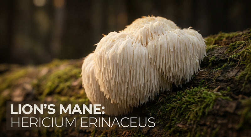 Lion’s Mane bienfaits : ce que les études suggèrent pour la cognition et le confort mental