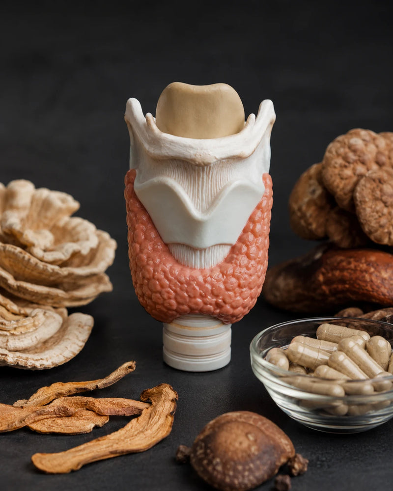 Champignons adaptogènes et inflammation : ce que la recherche montre