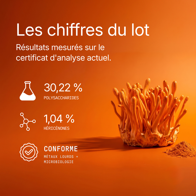 Cordyceps - Extrait en poudre 8