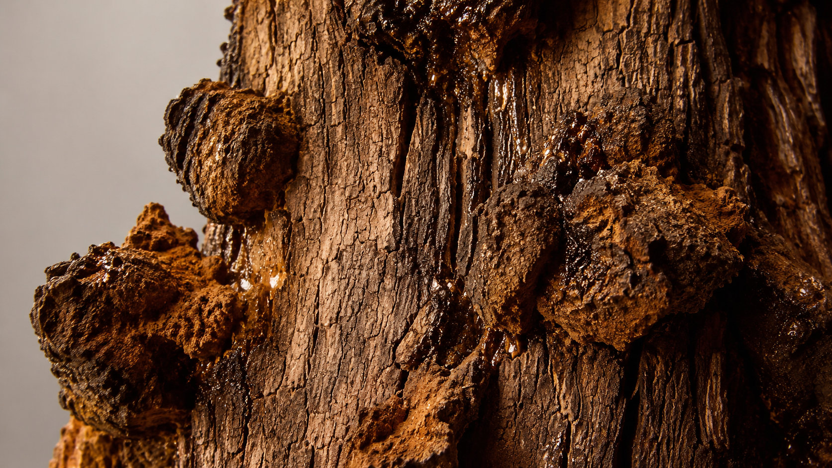 Chaga