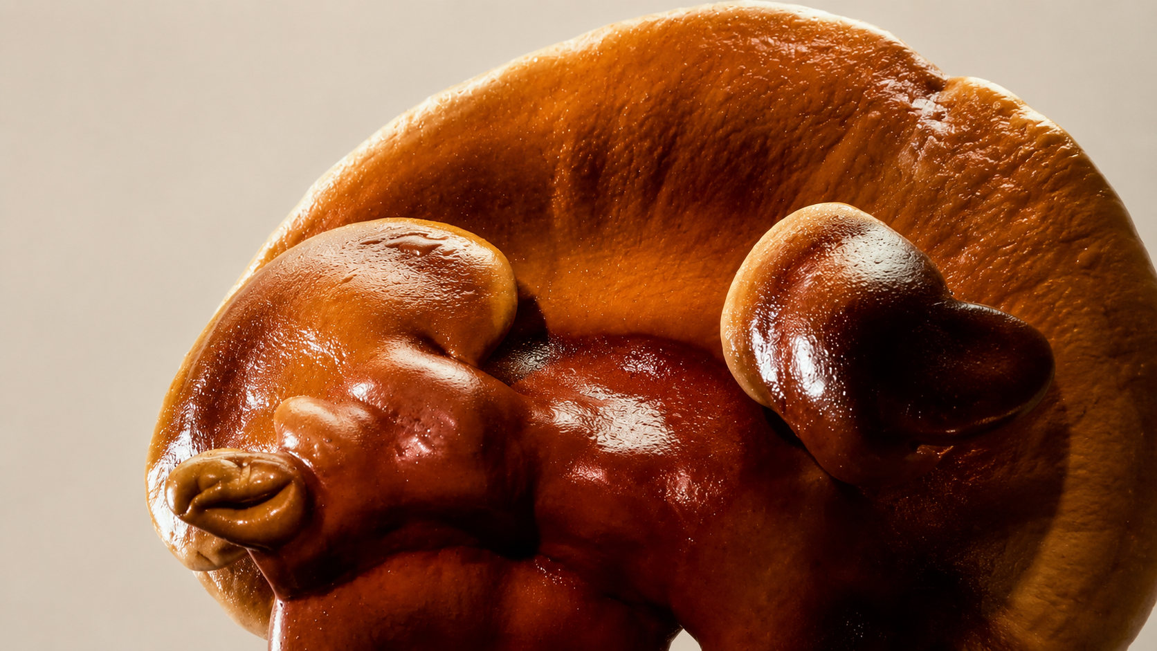 Reishi