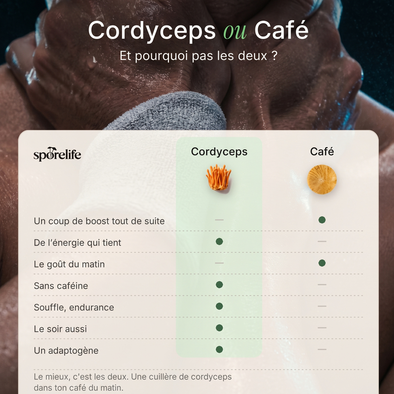 Cordyceps - Extrait en poudre 4