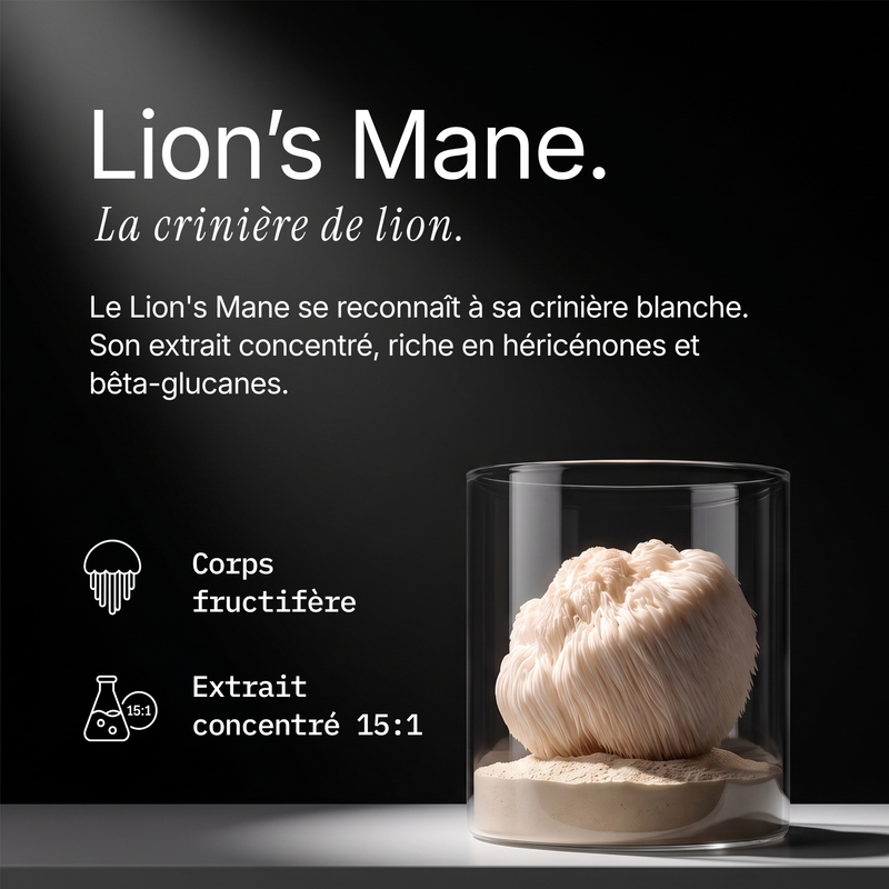 Lion’s Mane - Extrait en poudre 4