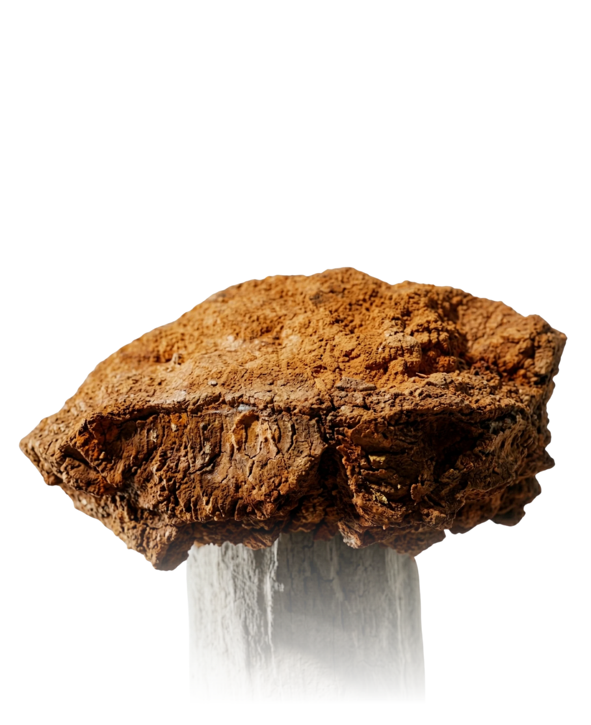 Le Trésor des Bouleaux