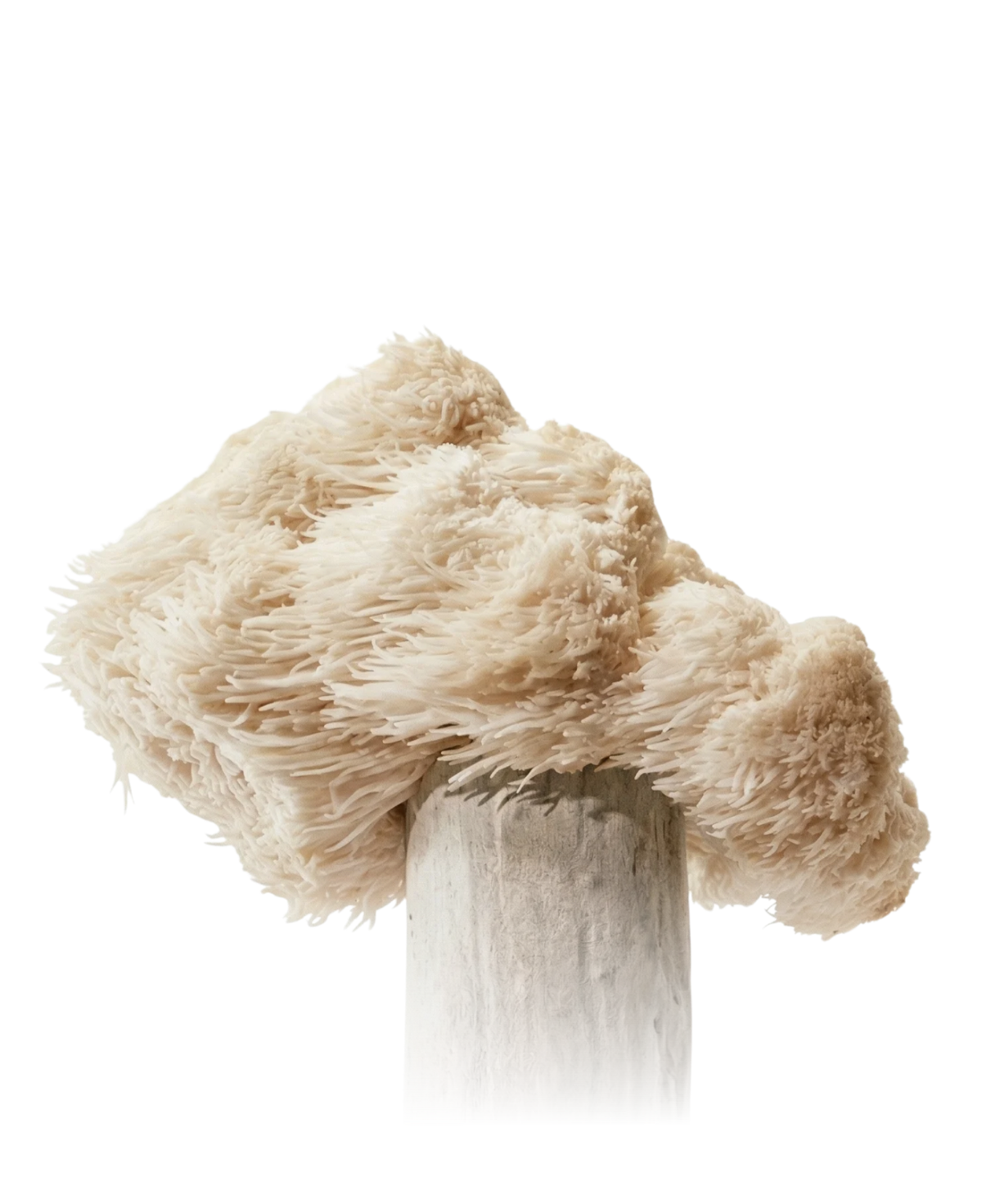 La Légende des Moines