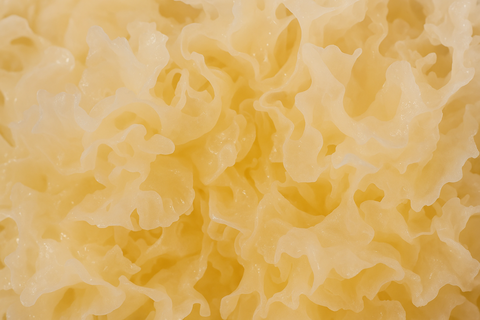 Tremella
