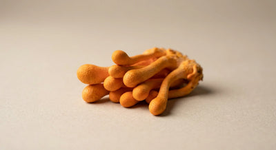 Cordyceps