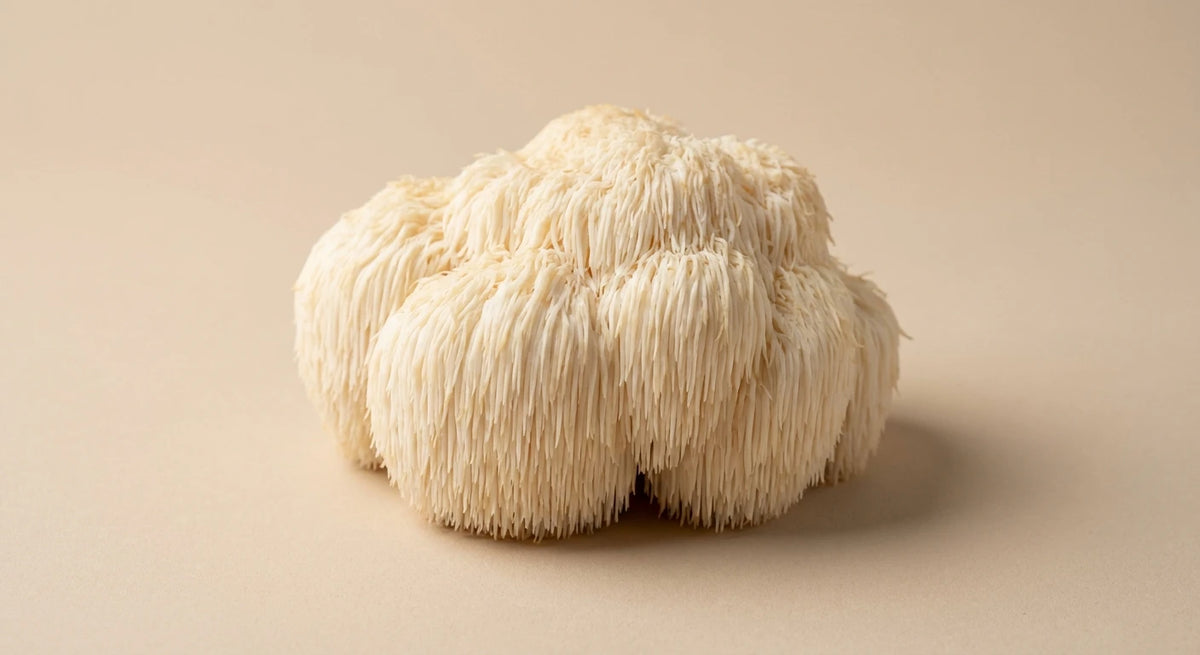 Lion's Mane