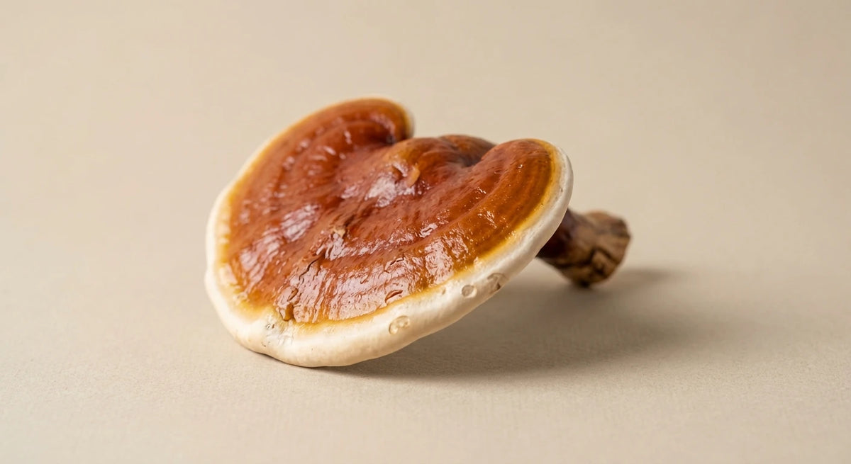 Reishi