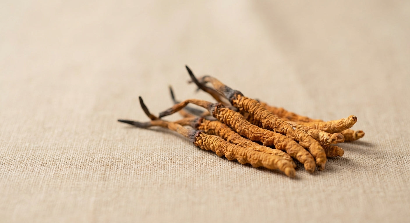 Cordyceps SporeLife