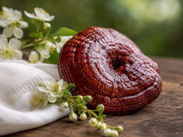 Reishi et allergie : un antihistaminique naturel ?