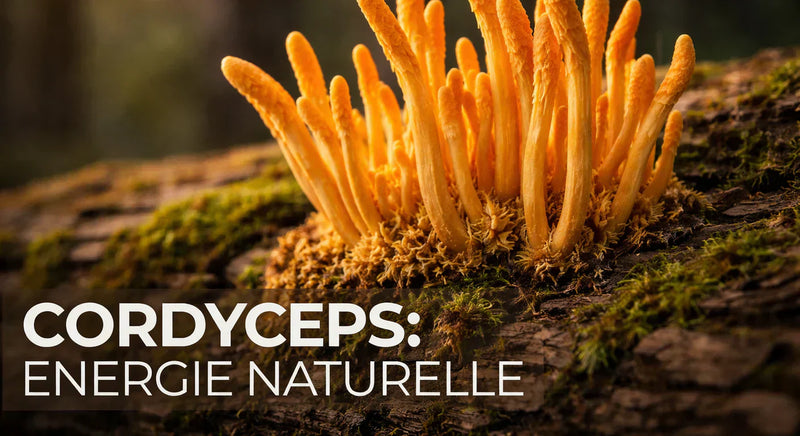 Cordyceps Bienfaits : Énergie et Vitalité