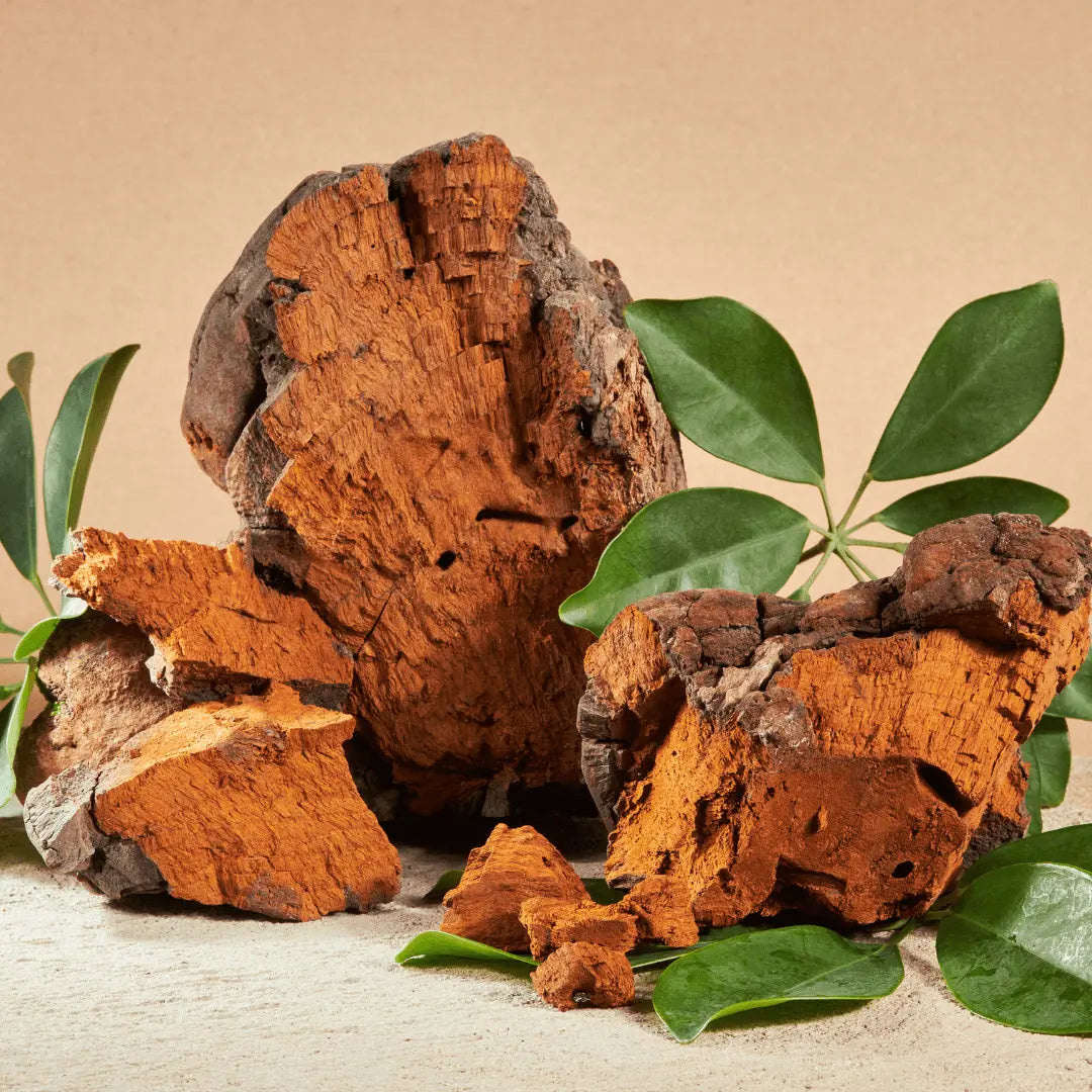 Le-Chaga SporeLife