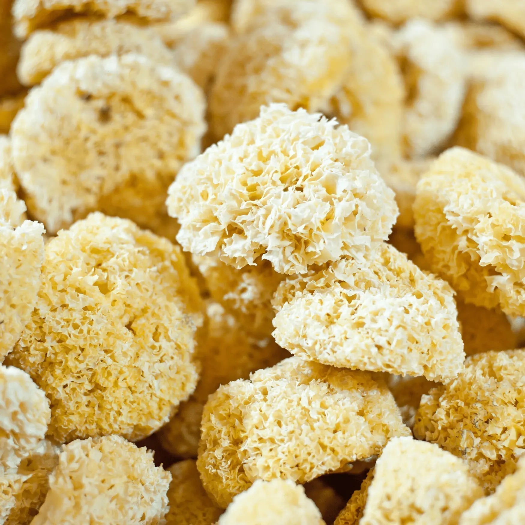 Le-Tremella SporeLife