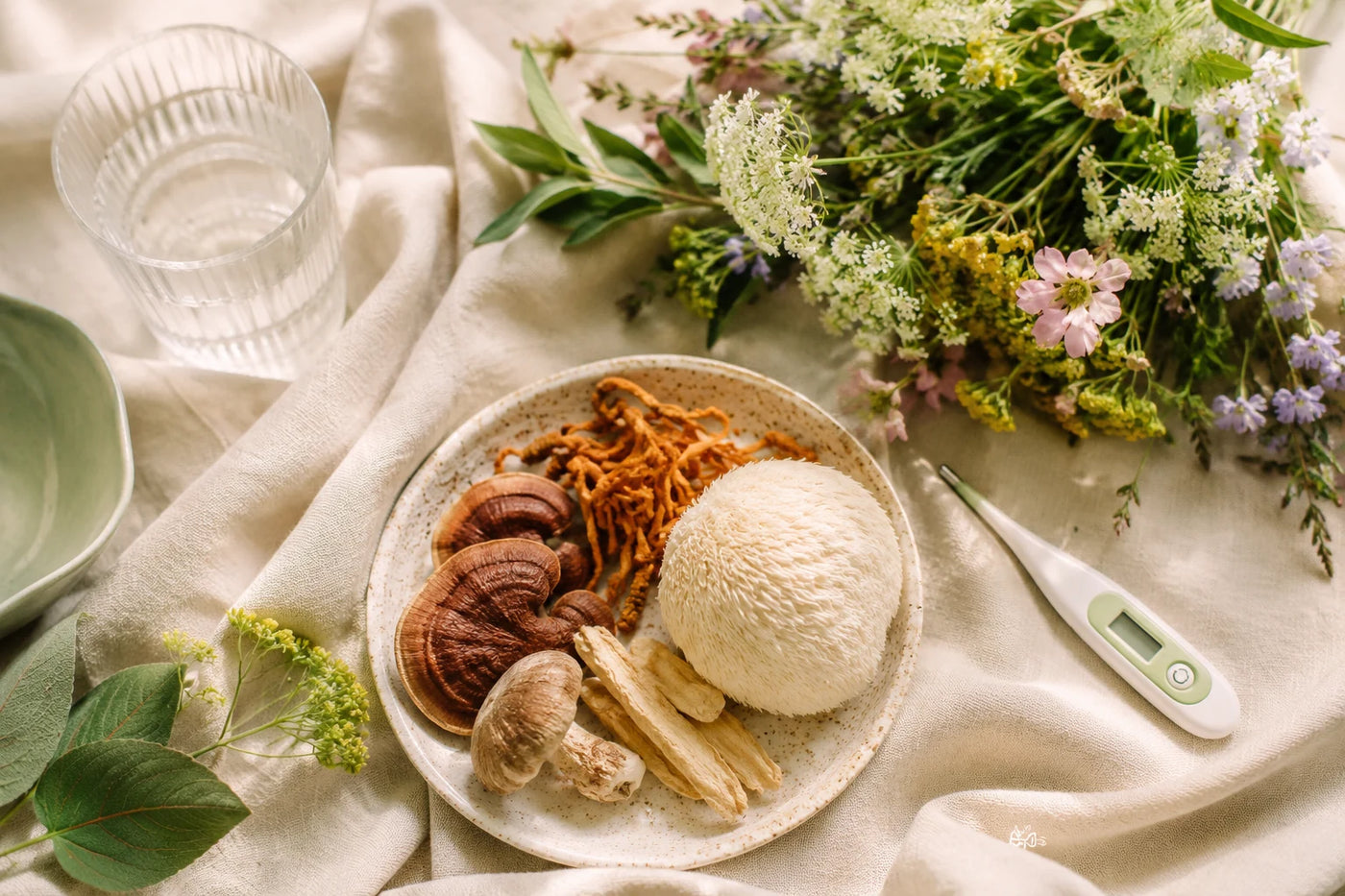 Illustration de couverture de l’article : Champignons adaptogènes et SOPK : ce que la science explore