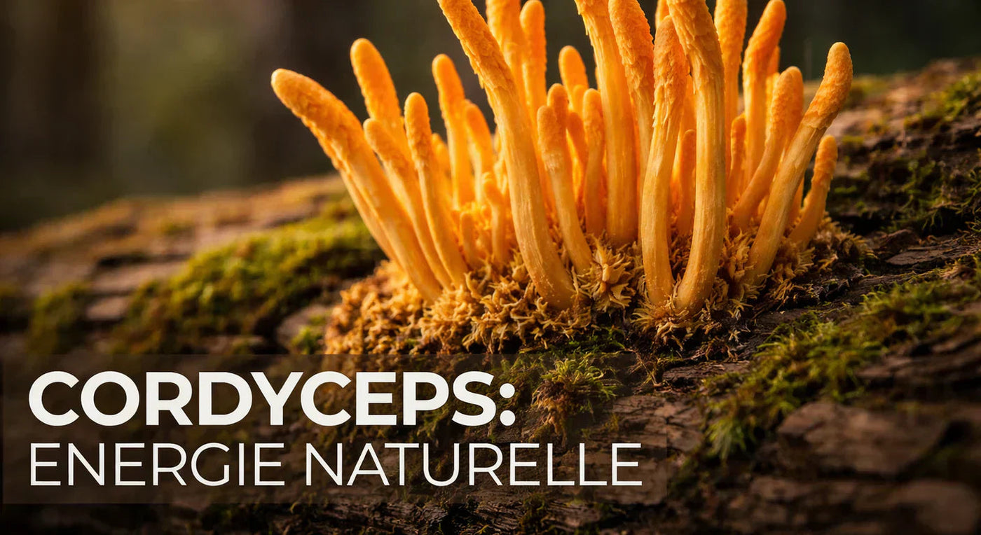 Cordyceps Bienfaits : Énergie et Vitalité | SporeLife