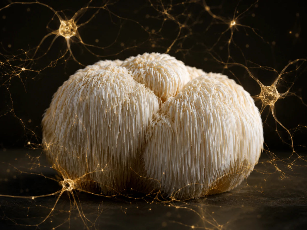 Lion's Mane et Parkinson : état des recherches