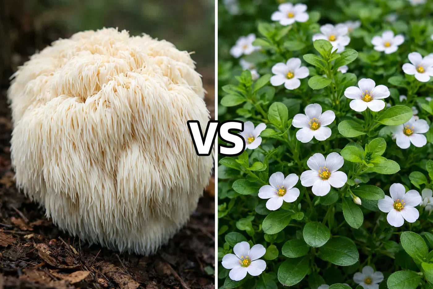 Lion's Mane vs Bacopa : Quel nootropique choisir ? | SporeLife