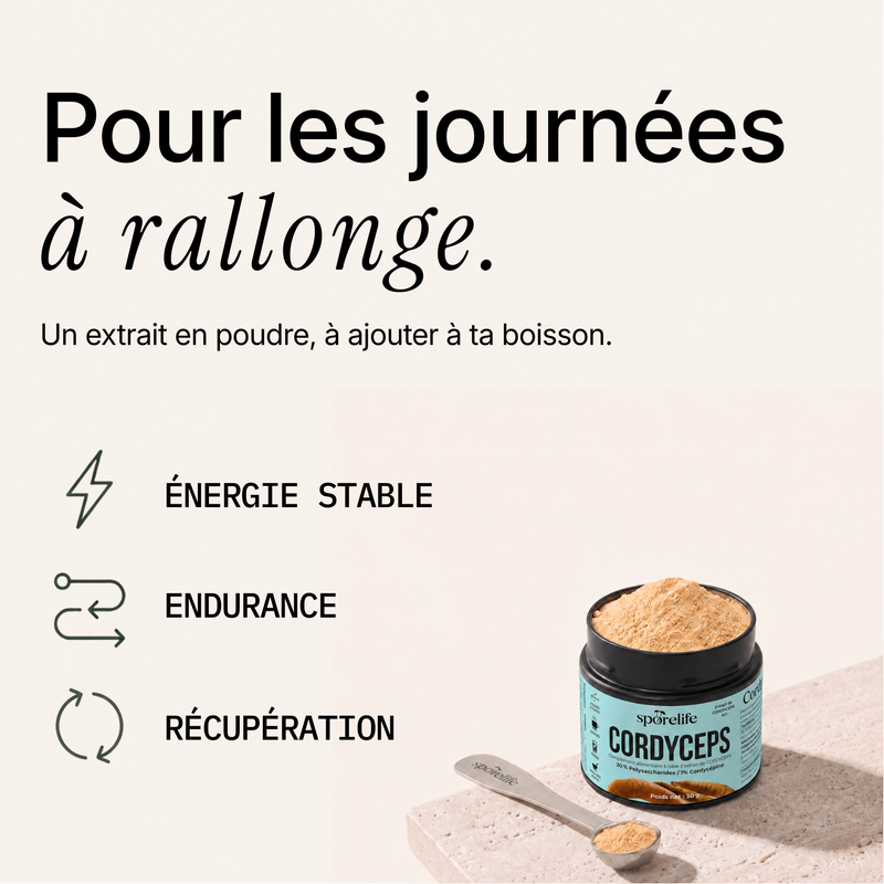 Cordyceps - Extrait en poudre 3