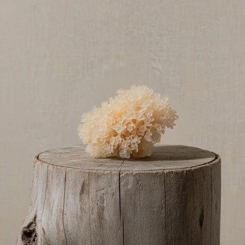 Tremella - champignon adaptogène pour la beauté et l'hydratation - SporeLife