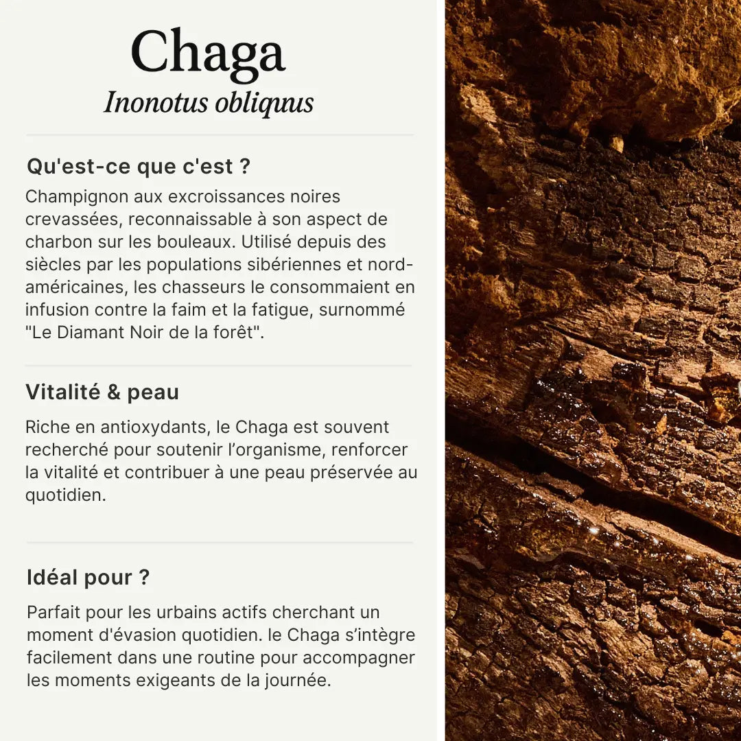Chaga - Extrait en poudre SporeLife