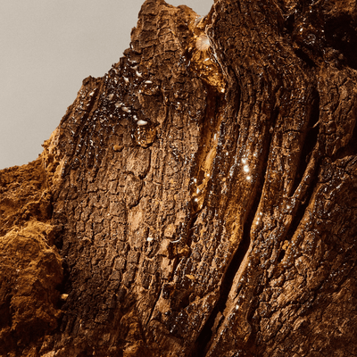 Chaga