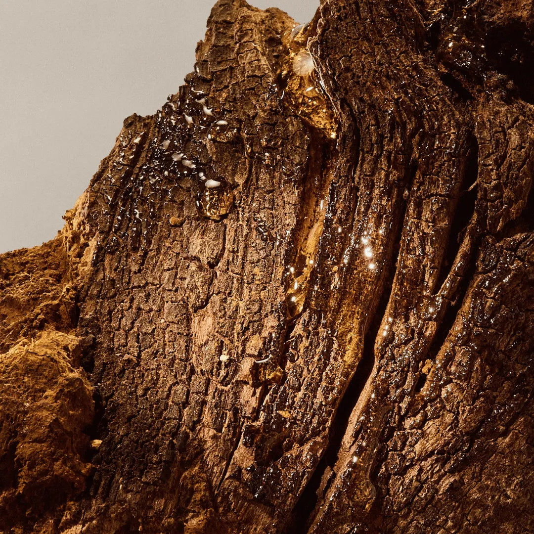 Chaga