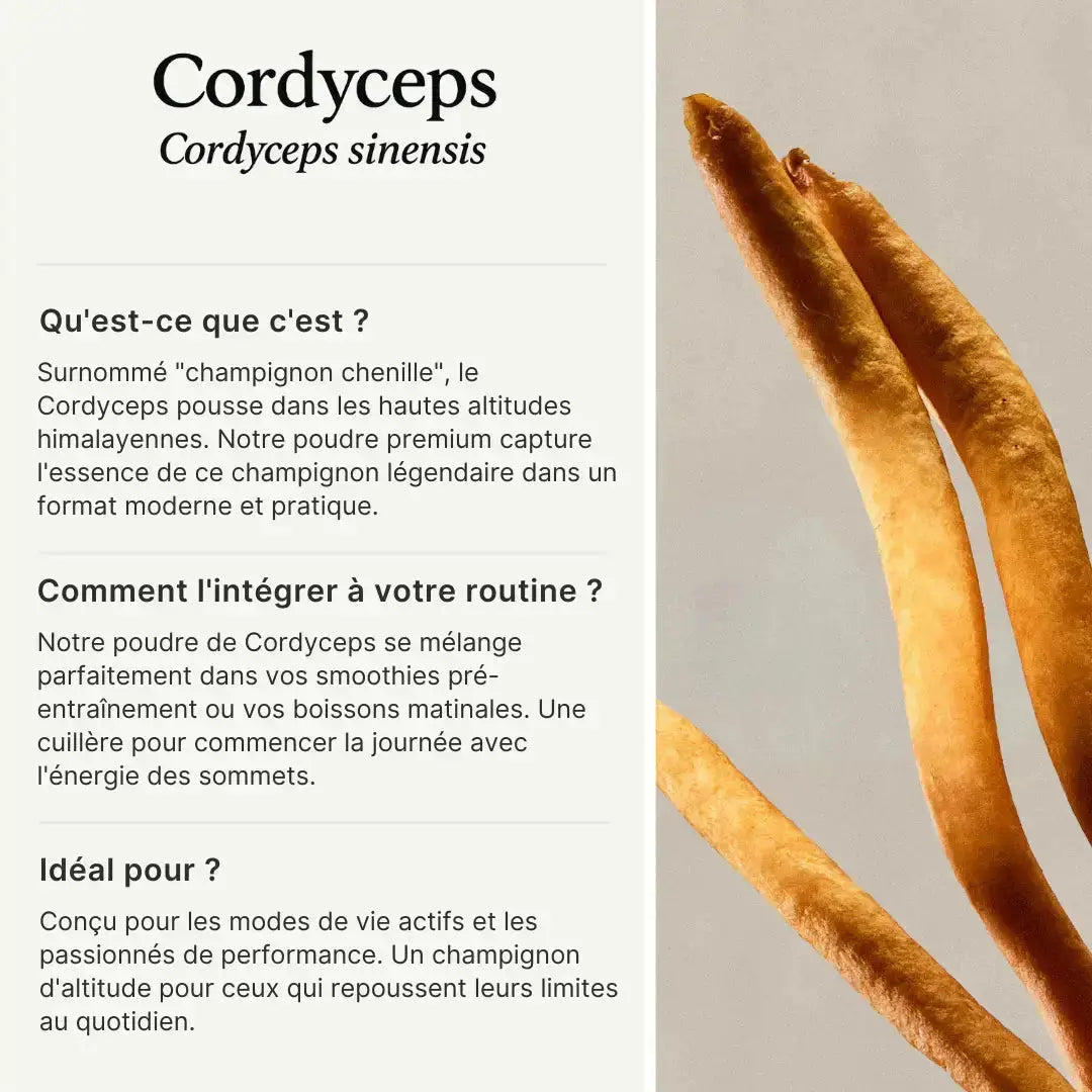 Cordyceps en poudre – Extrait 15:1 SporeLife