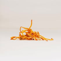 Le Cordyceps