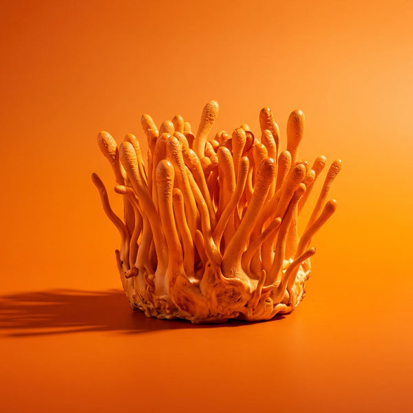 Cordyceps