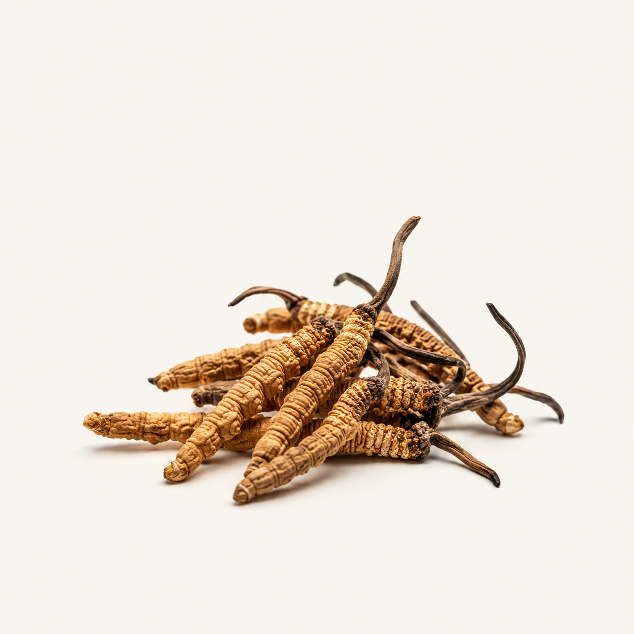 Cordyceps