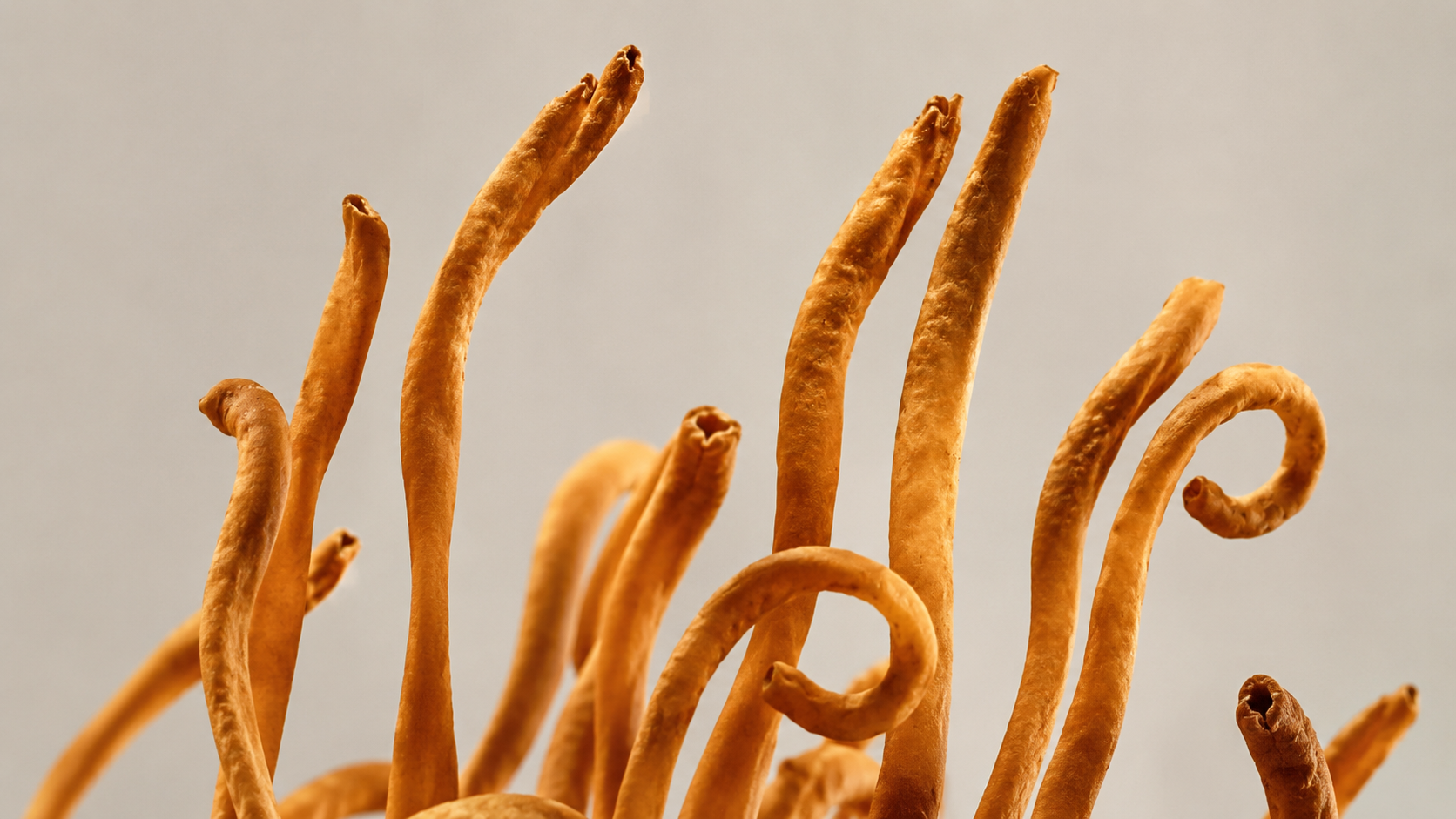 Cordyceps 