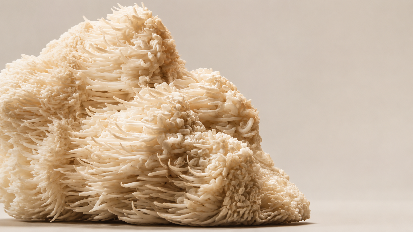 Lion's Mane