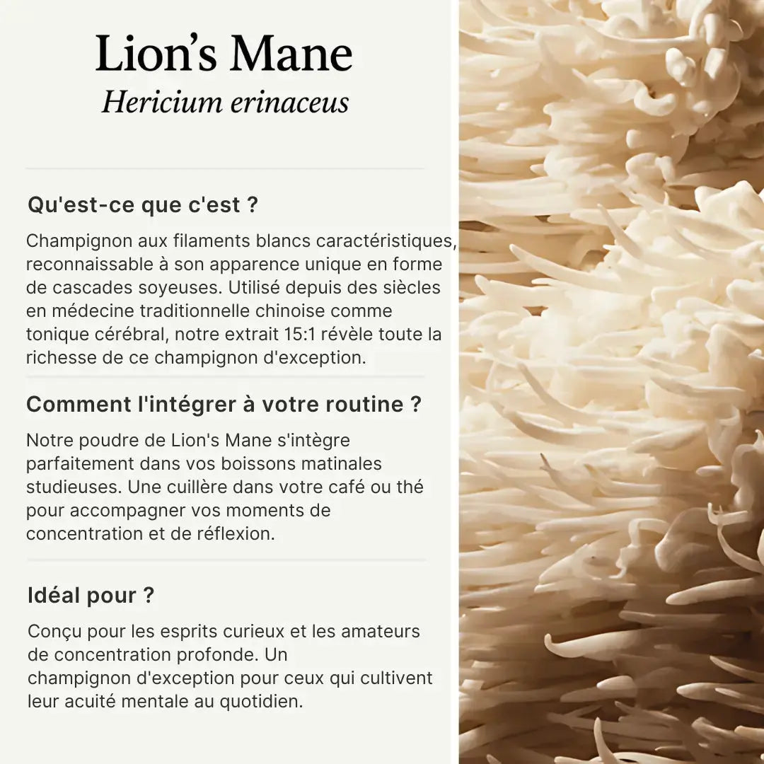 Lion’s Mane en poudre – Extrait 15:1 SporeLife