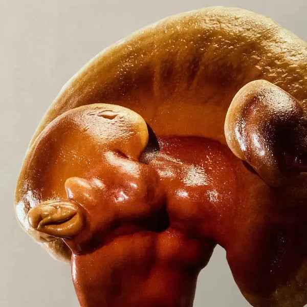 Reishi