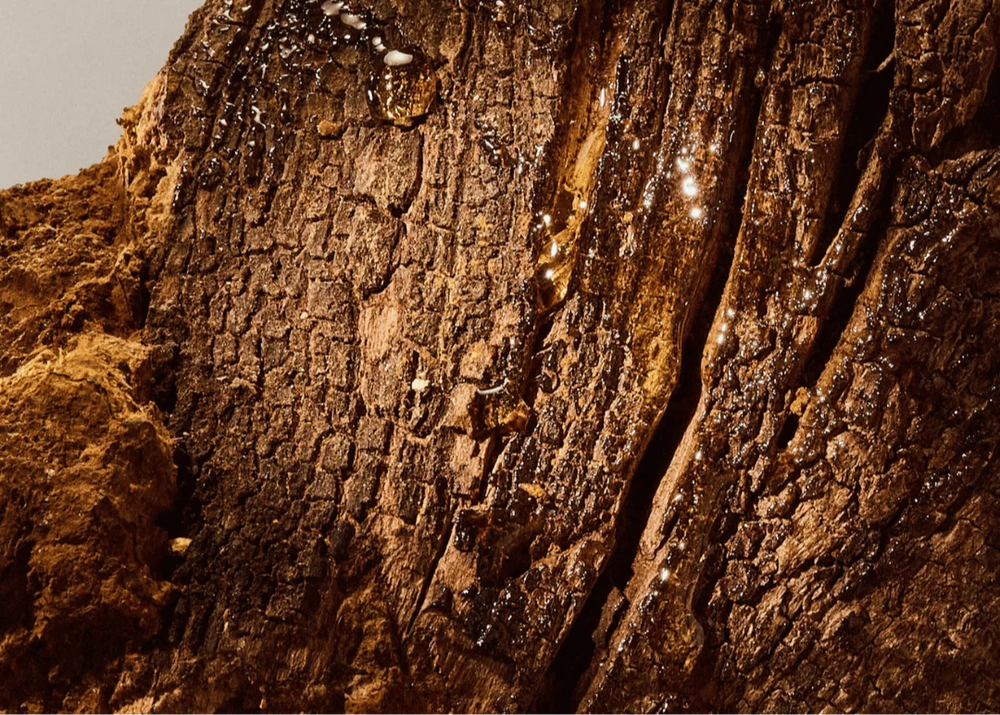 bienfaits du chaga sporelife