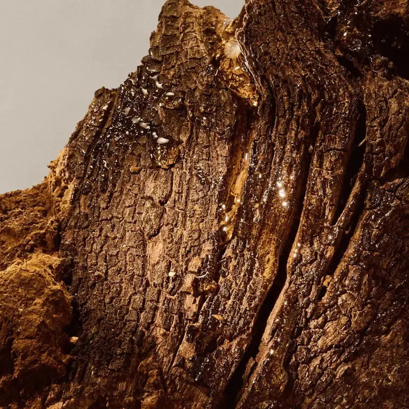 Chaga