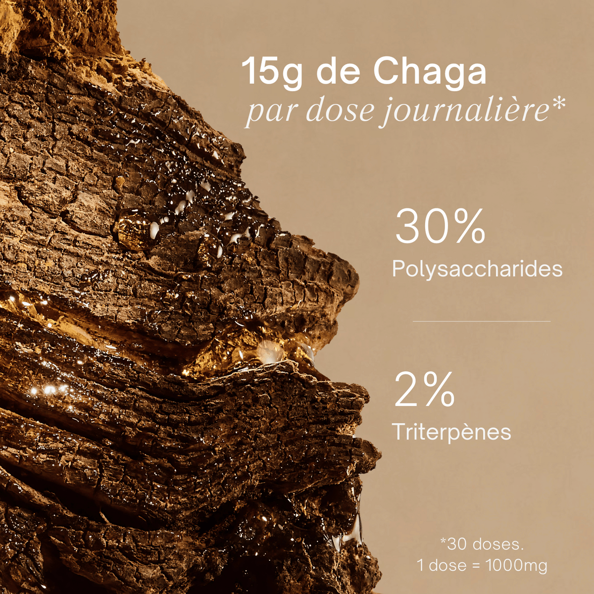 Chaga - Extrait en poudre