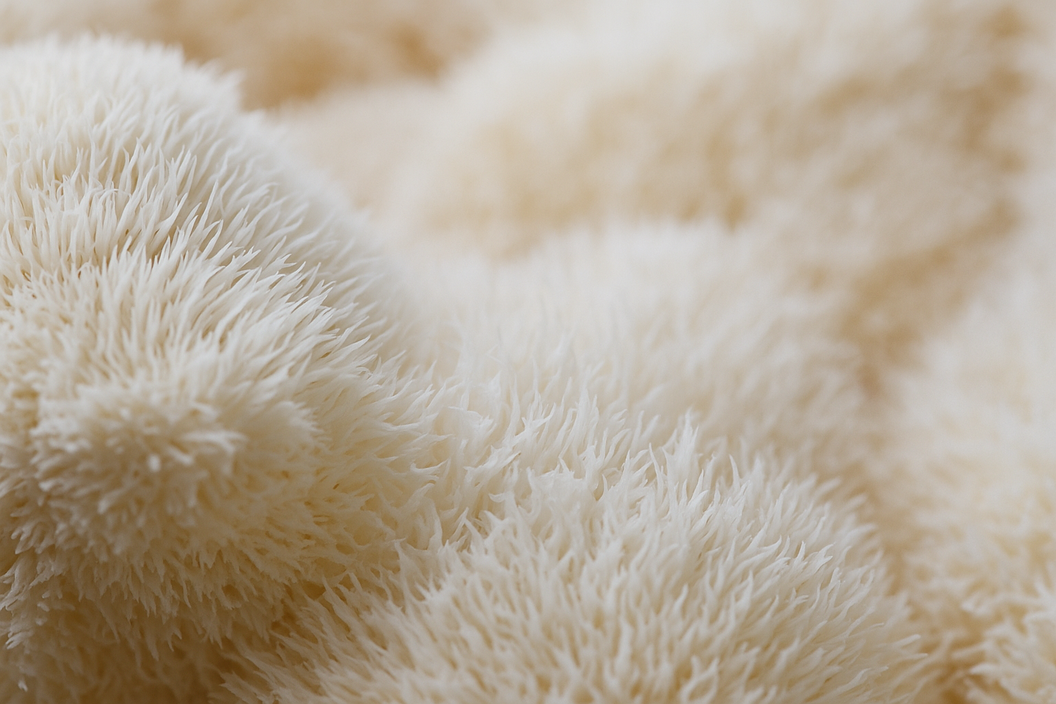 Un champignon qui intrigue depuis des siècles