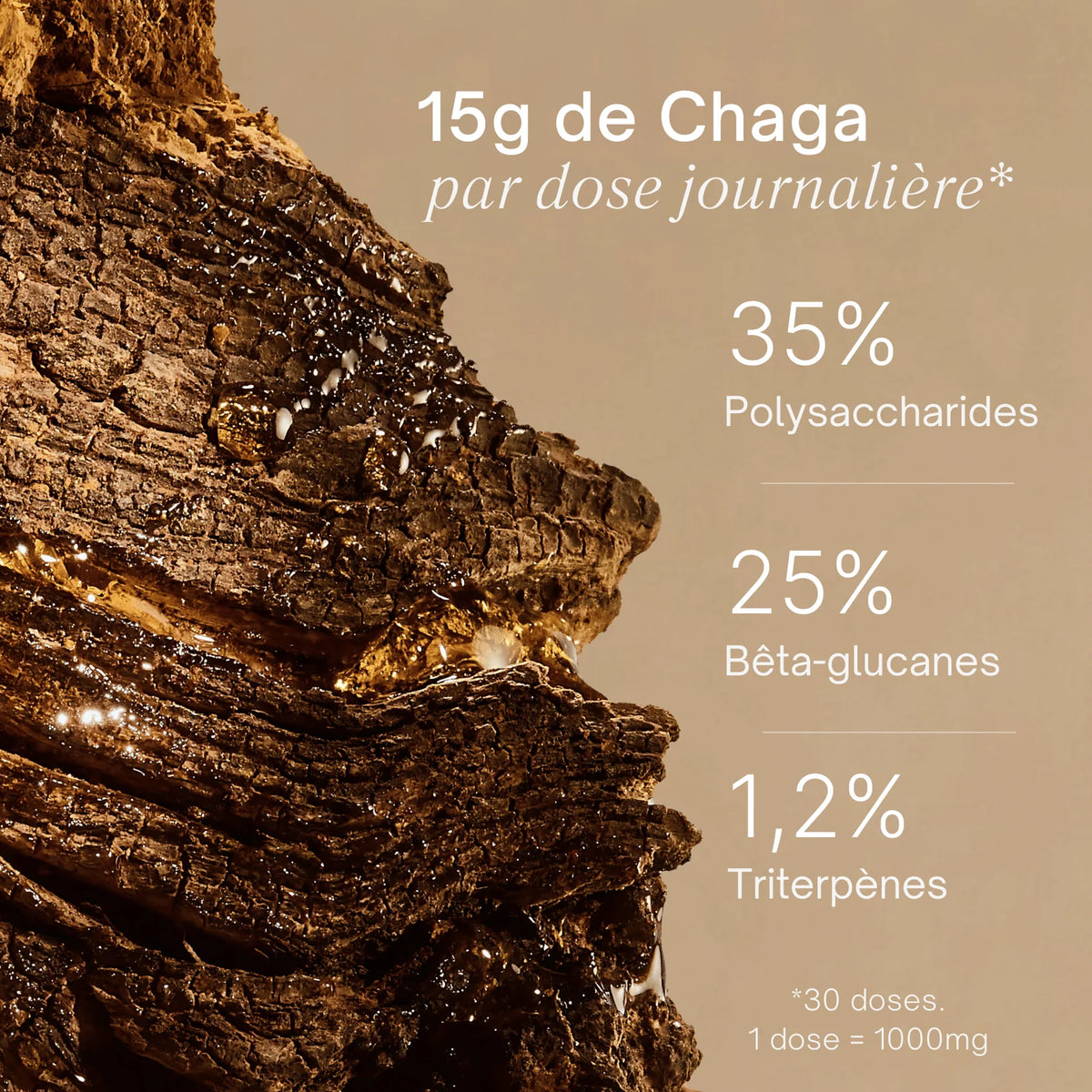 Champignon Chaga brut avec dosage - polysaccharides triterpènes bêta-glucanes par dose