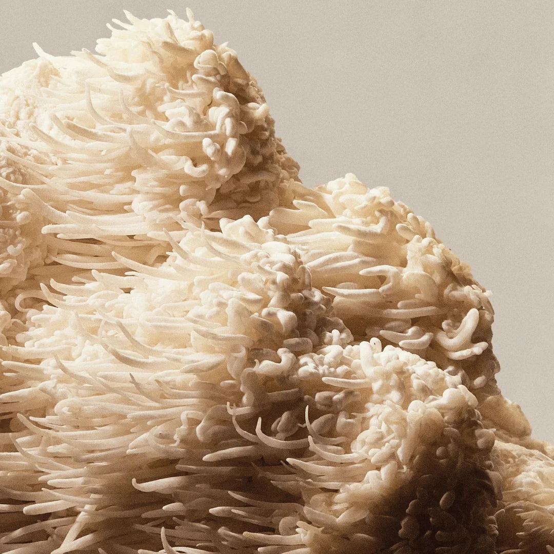 hericium erinaceus bienfaits sporelife