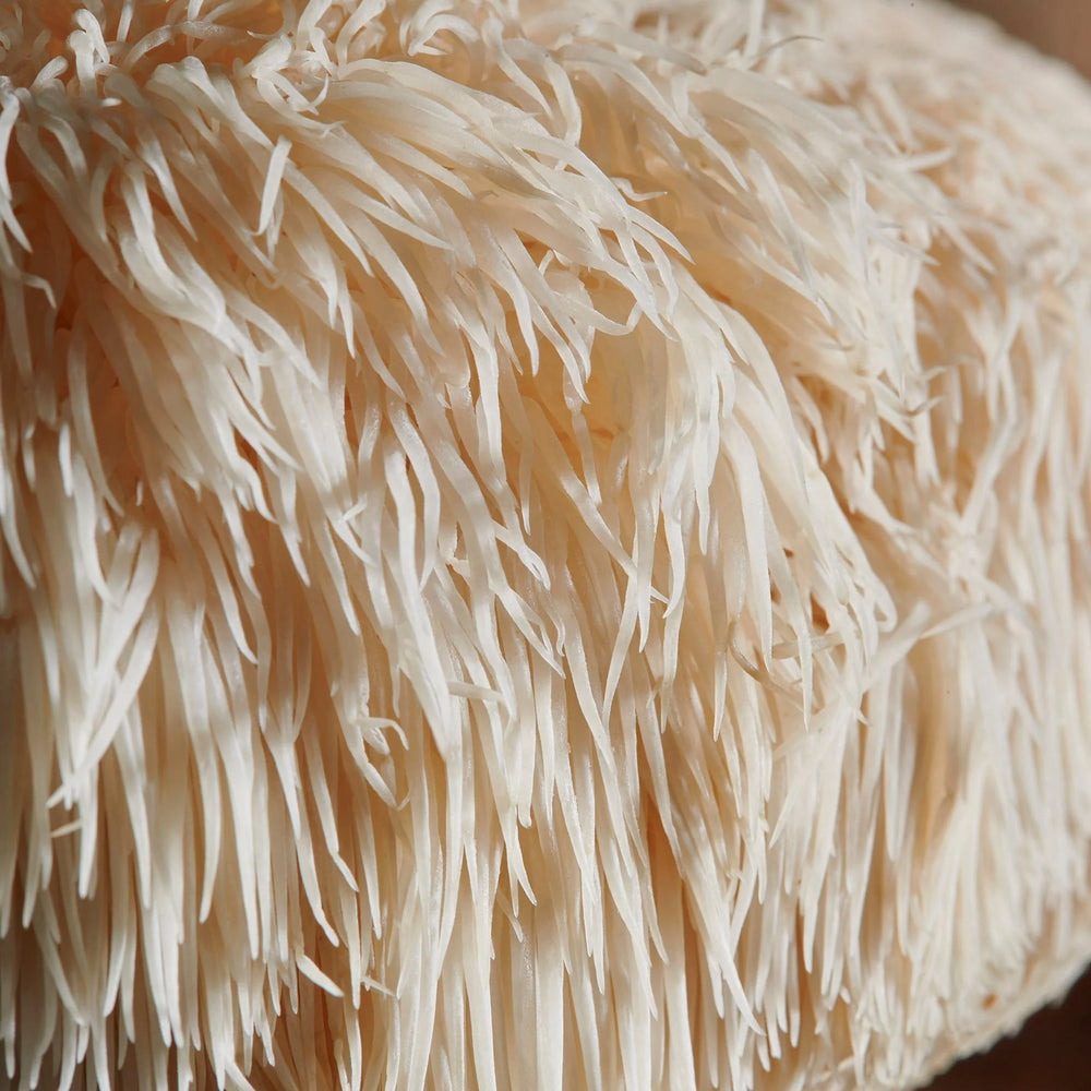 lion s mane sporelife