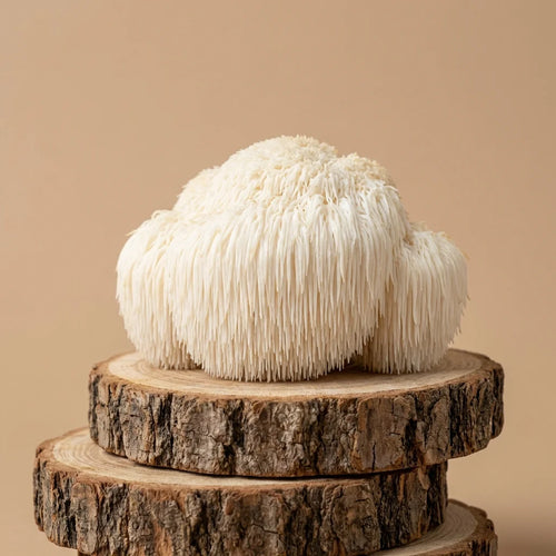 Lion's Mane - champignon adaptogène pour la concentration et la mémoire - SporeLife