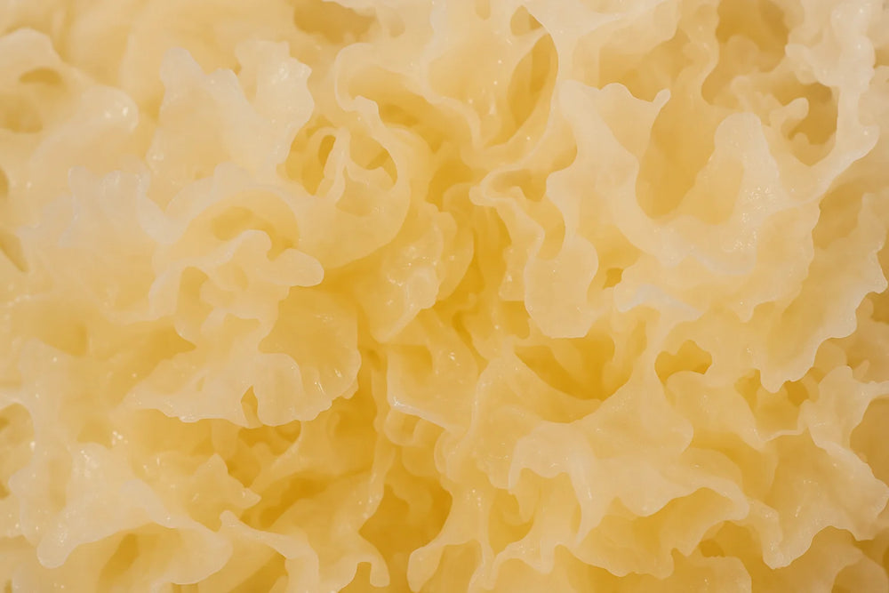 macro tremella sporelife