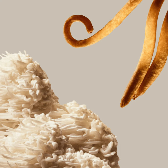 Extrait de lion's mane 15:1