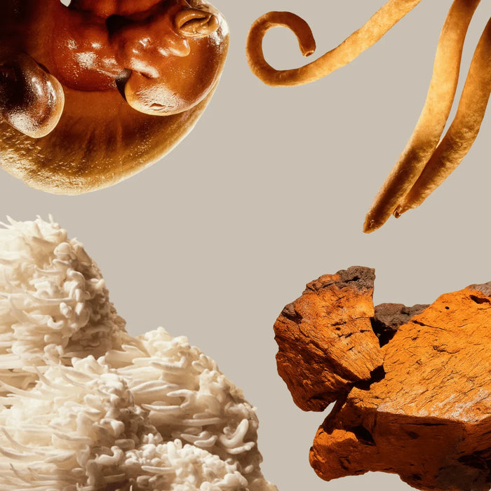 Extrait de lion's mane 15:1