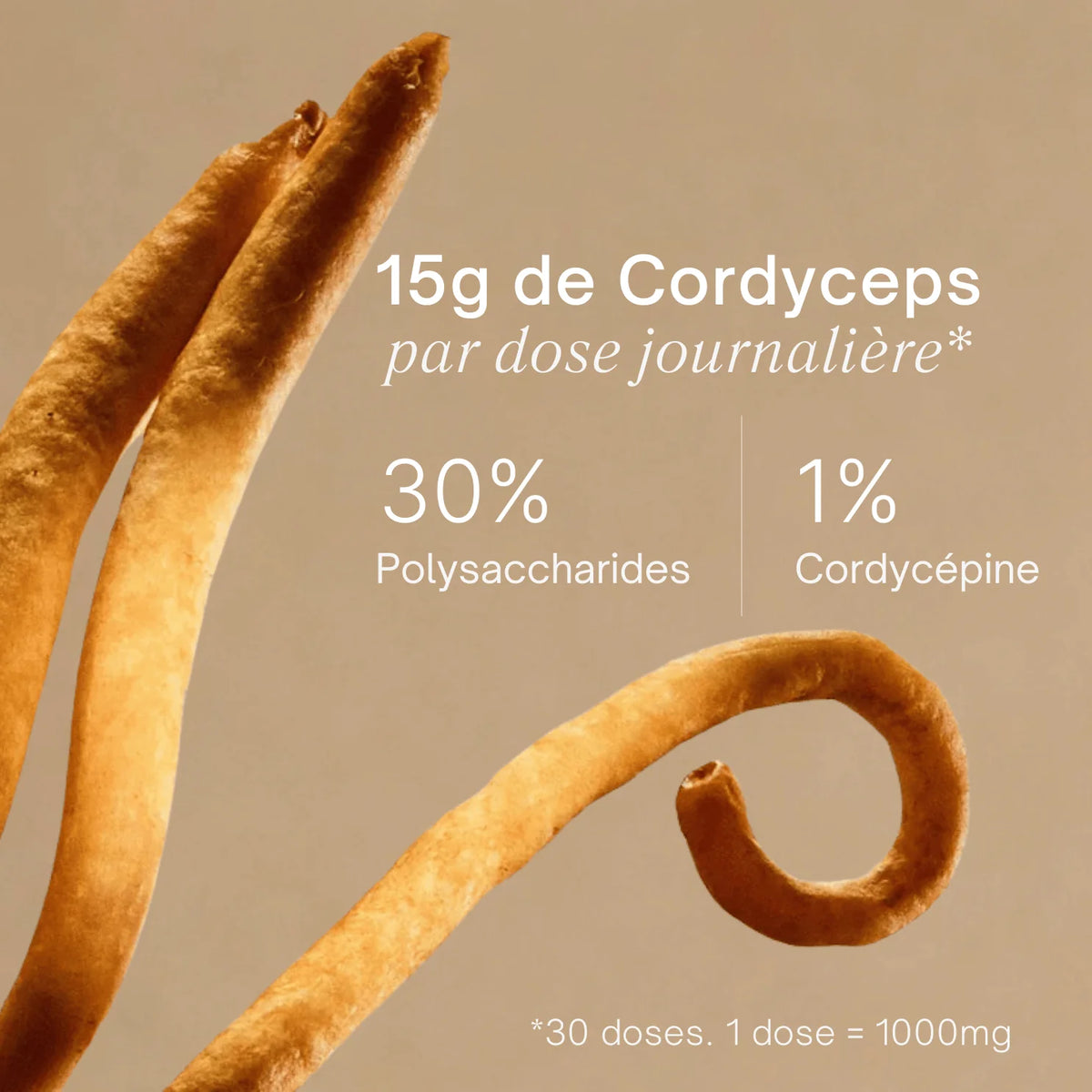 Champignon Cordyceps séché gros plan - 15g par dose 30% polysaccharides 1% cordycépine
