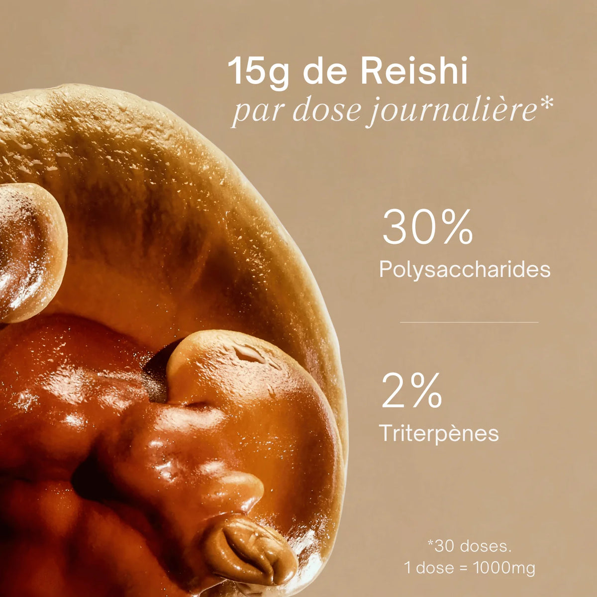 Champignon Reishi frais gros plan - 15g par dose 30% polysaccharides 2% triterpènes
